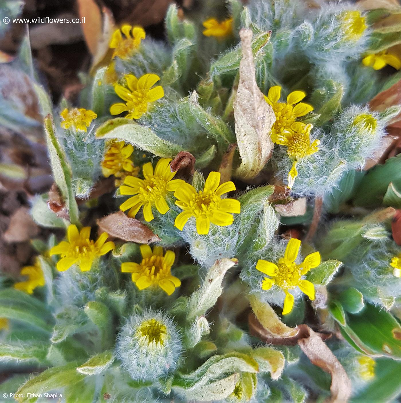 Pulicaria  auranitica