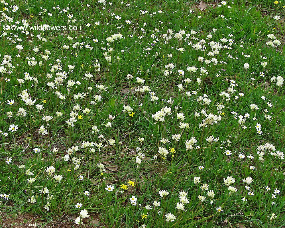 Allium erdelii