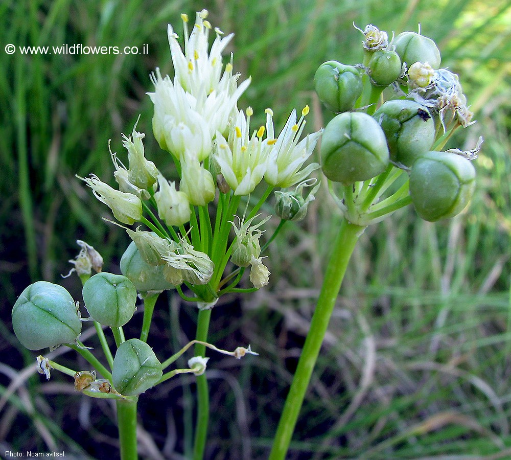 Allium erdelii