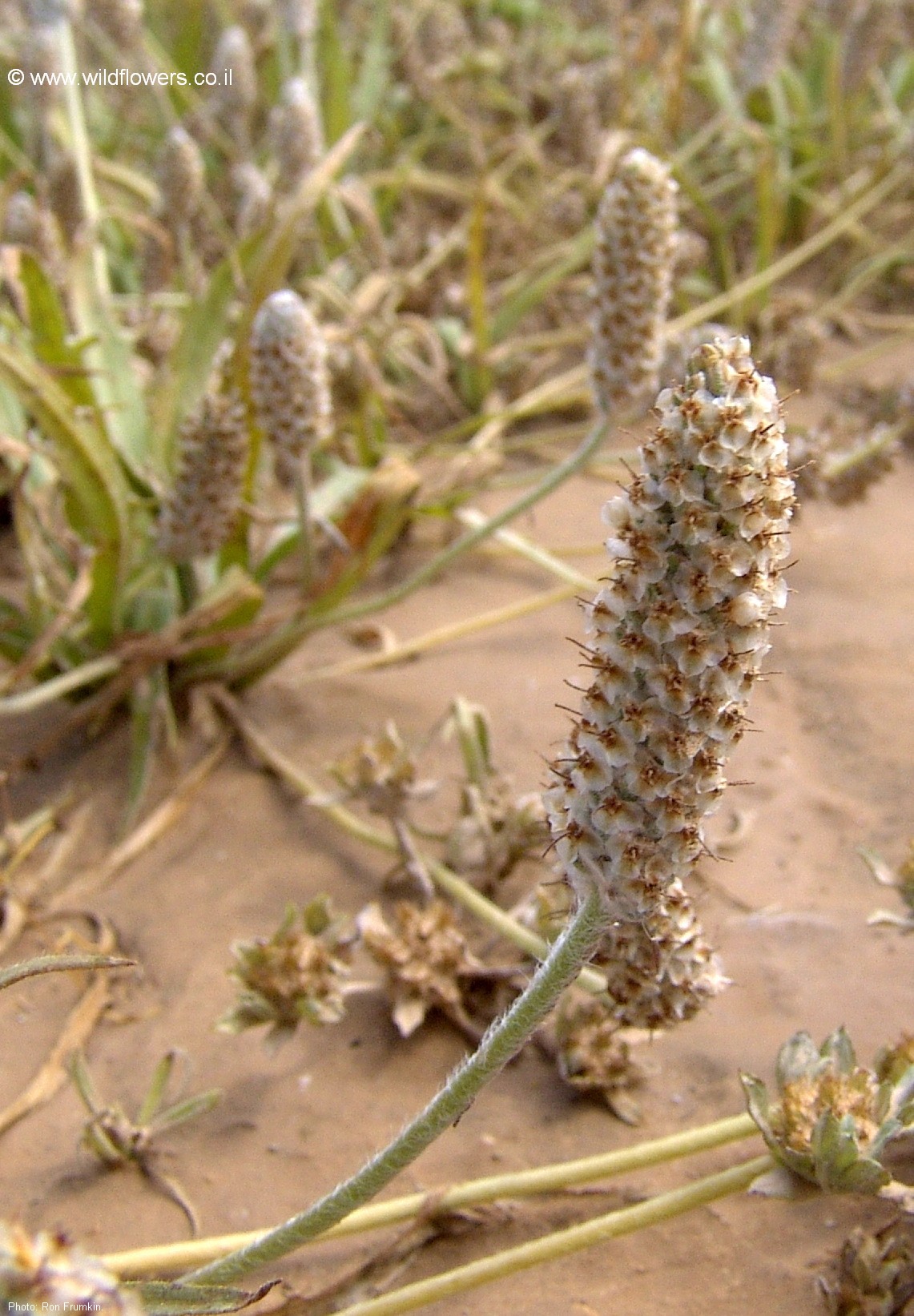 Plantago notata