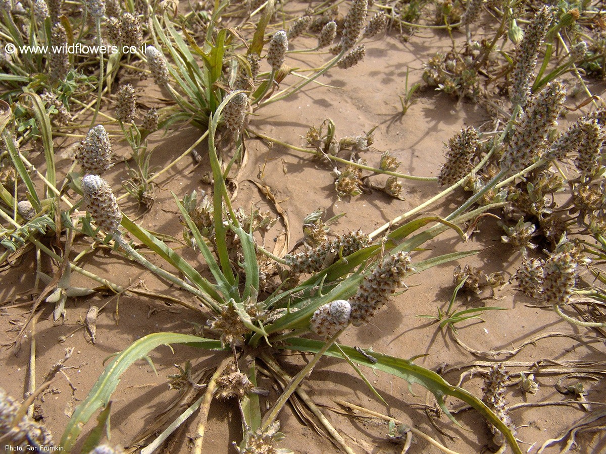 Plantago notata