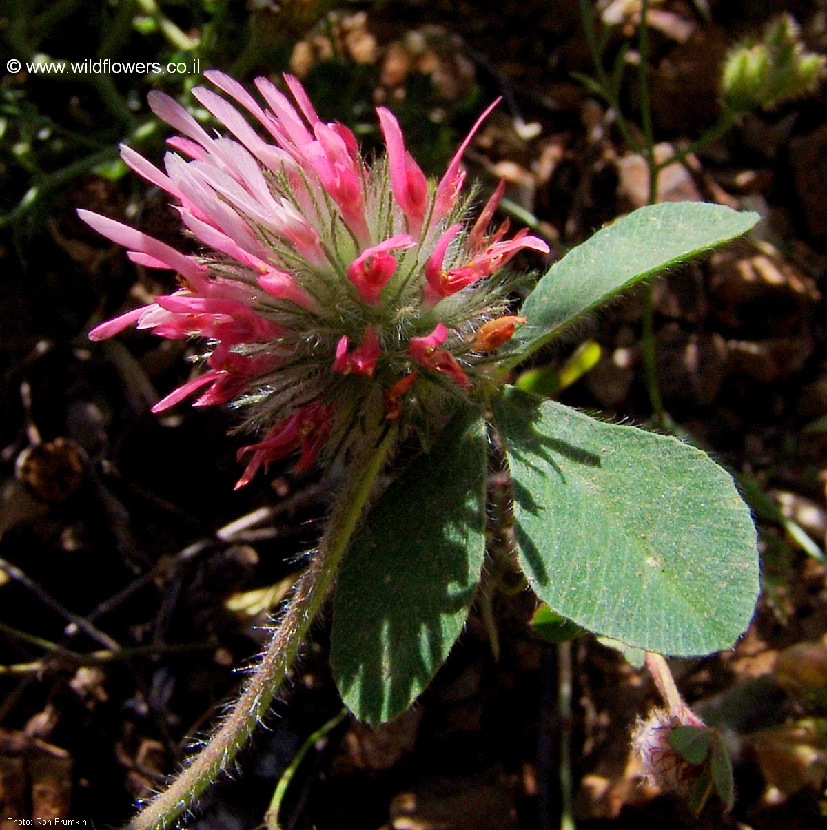 Trifolium hirtum