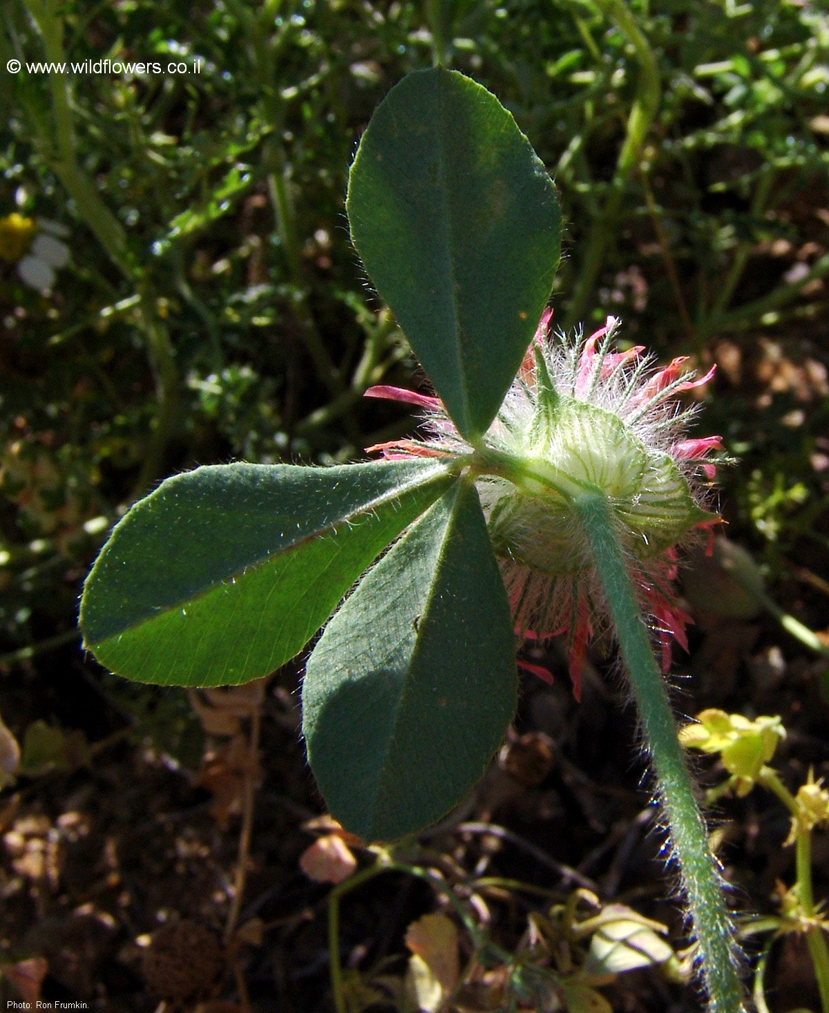 Trifolium hirtum