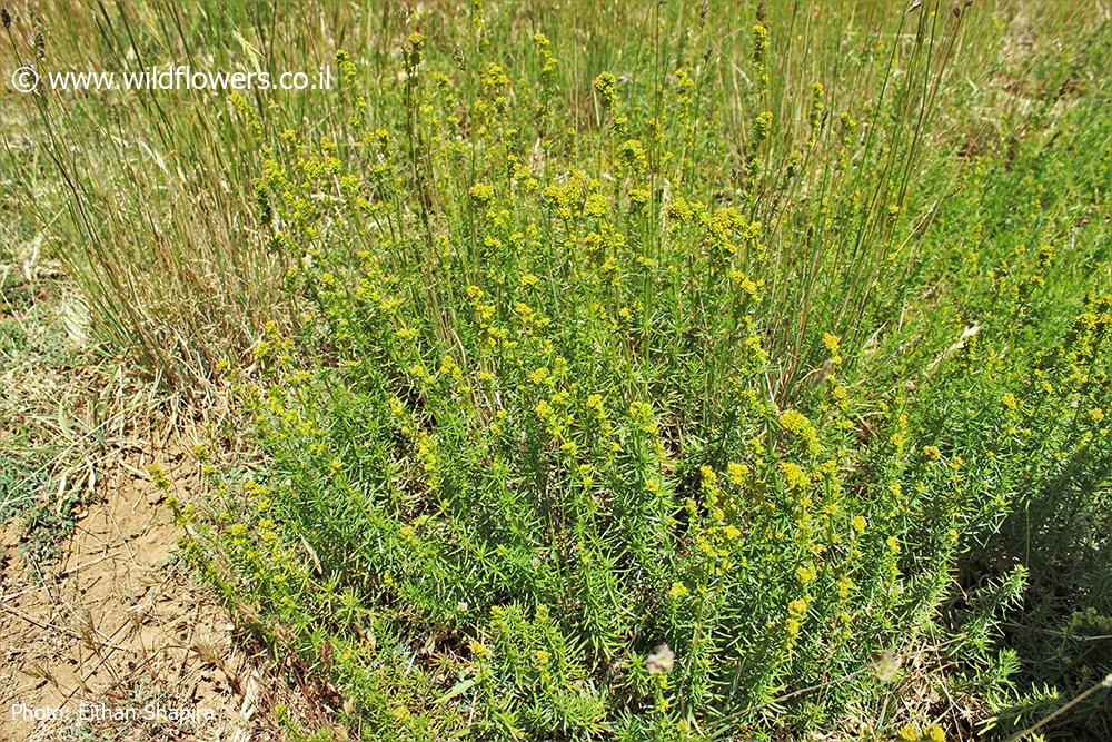 Galium verum