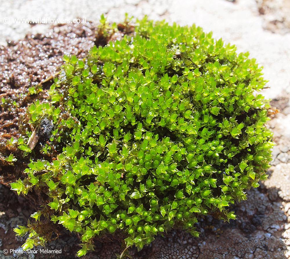 Bryum  gemmiparum