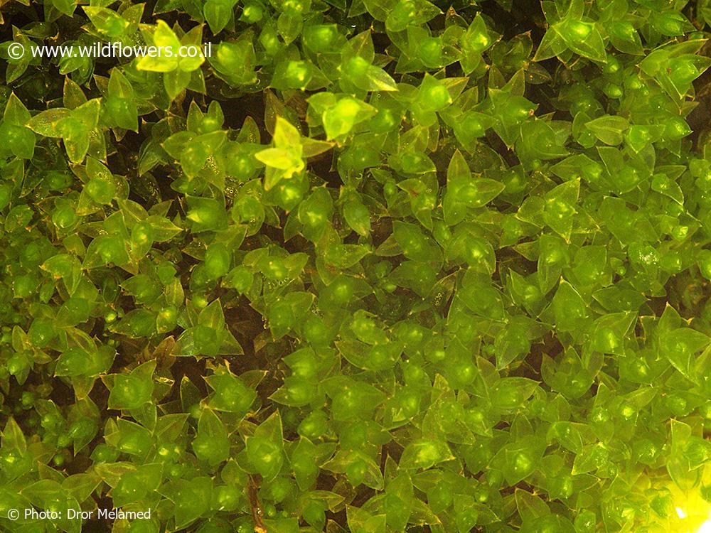 Bryum  gemmiparum