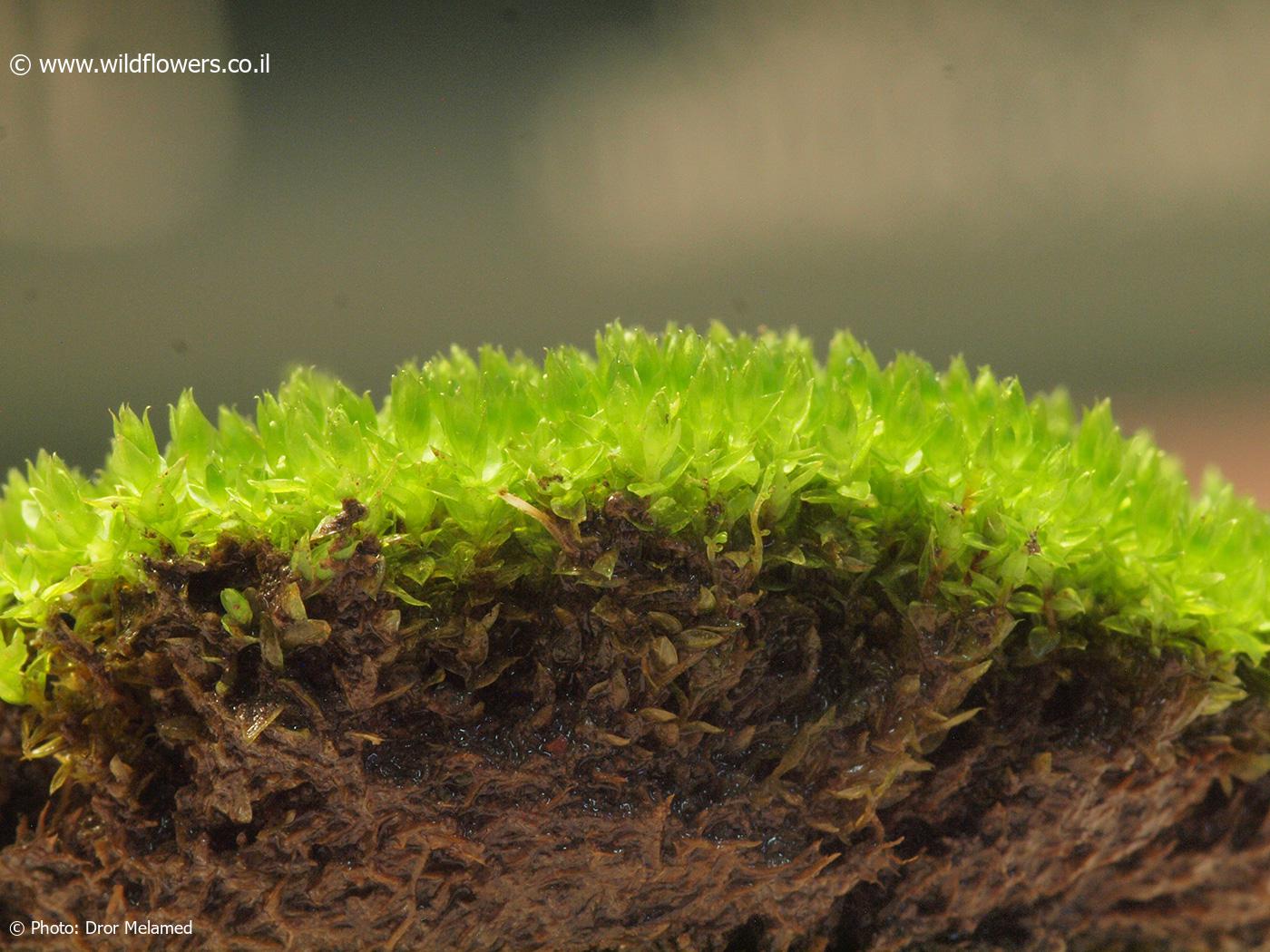 Bryum  gemmiparum