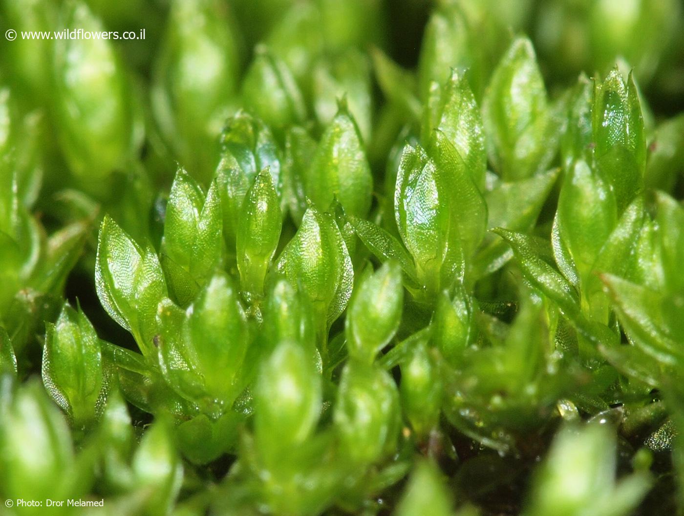 Bryum  gemmiparum