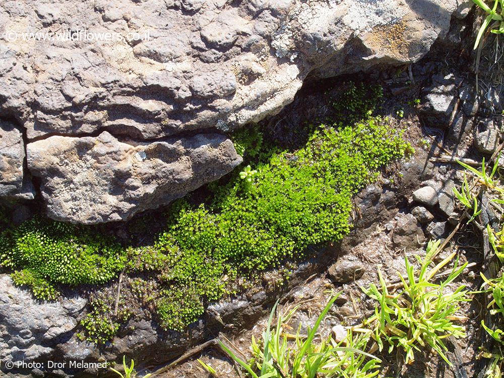 Bryum  gemmiparum