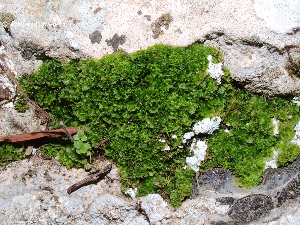 Fossombronia  caespitiformis