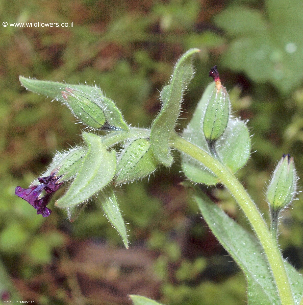 Nonea melanocarpa