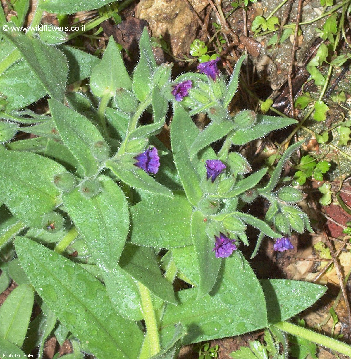 Nonea melanocarpa