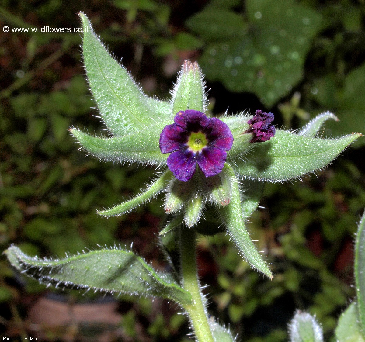 Nonea melanocarpa