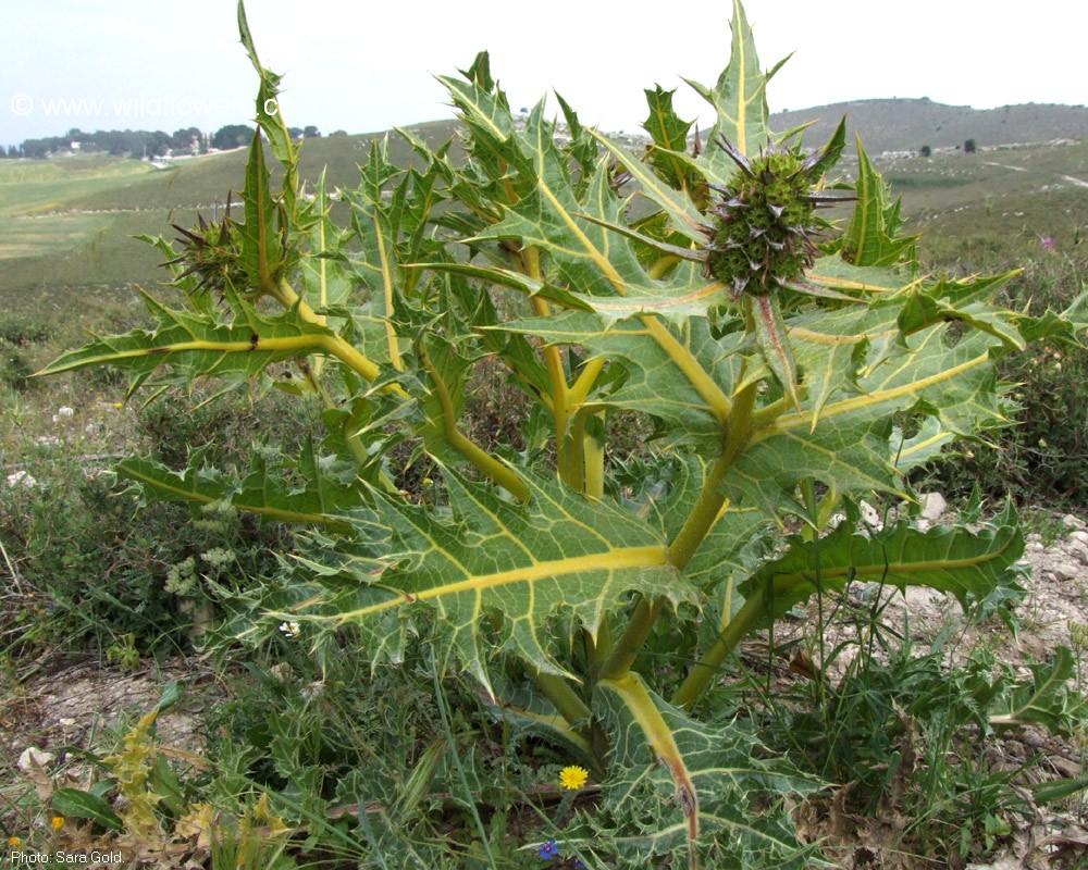 Gundelia tournefortii