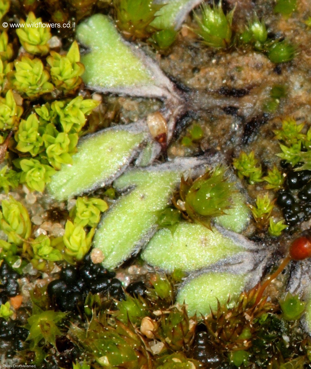 Riccia  bicarinata