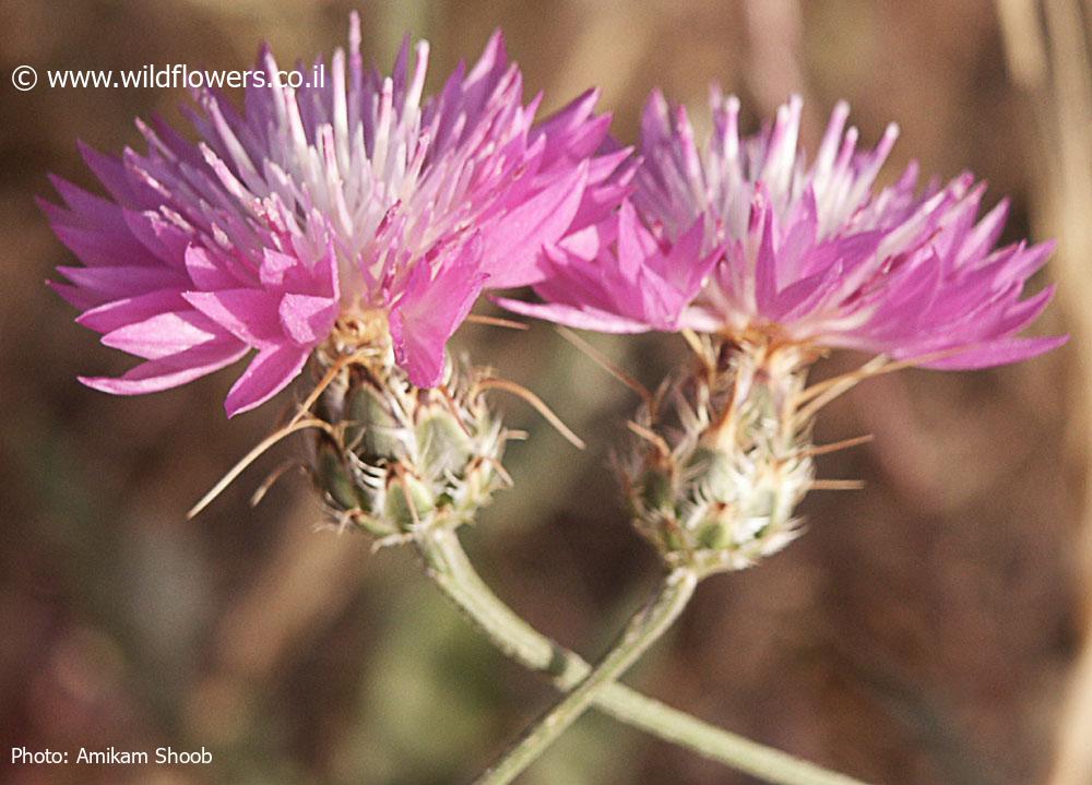 Centaurea crocodylium