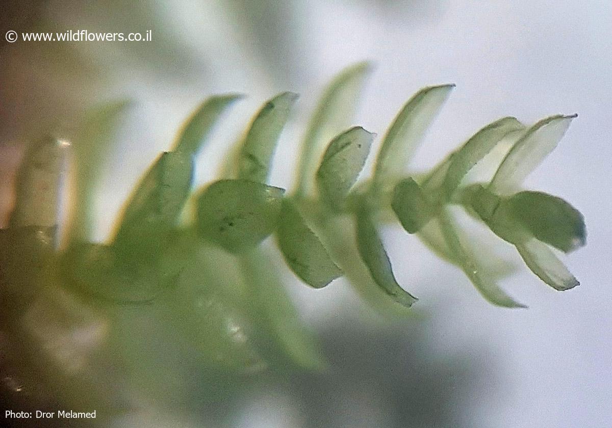 Scleropodium touretii