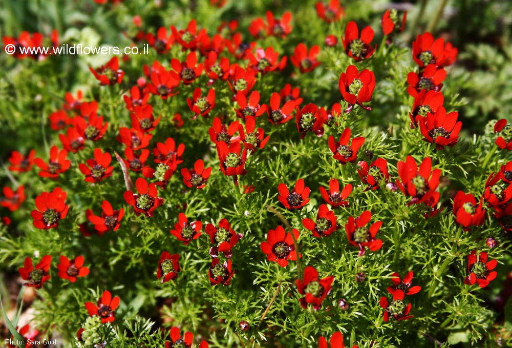 Adonis microcarpa