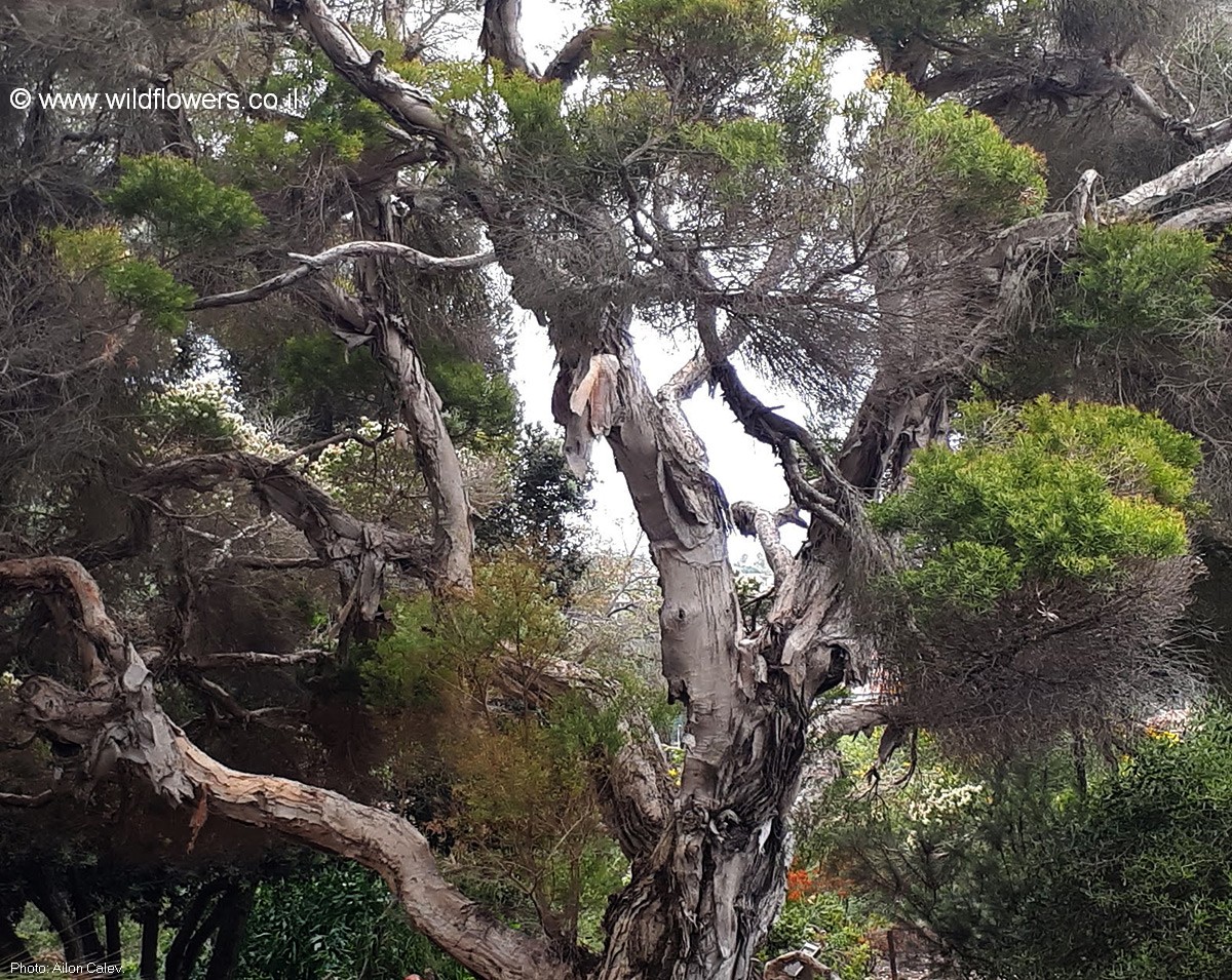 Melaleuca alternifolia