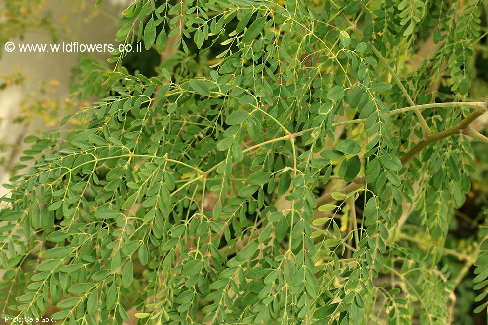 Moringa  oleifera