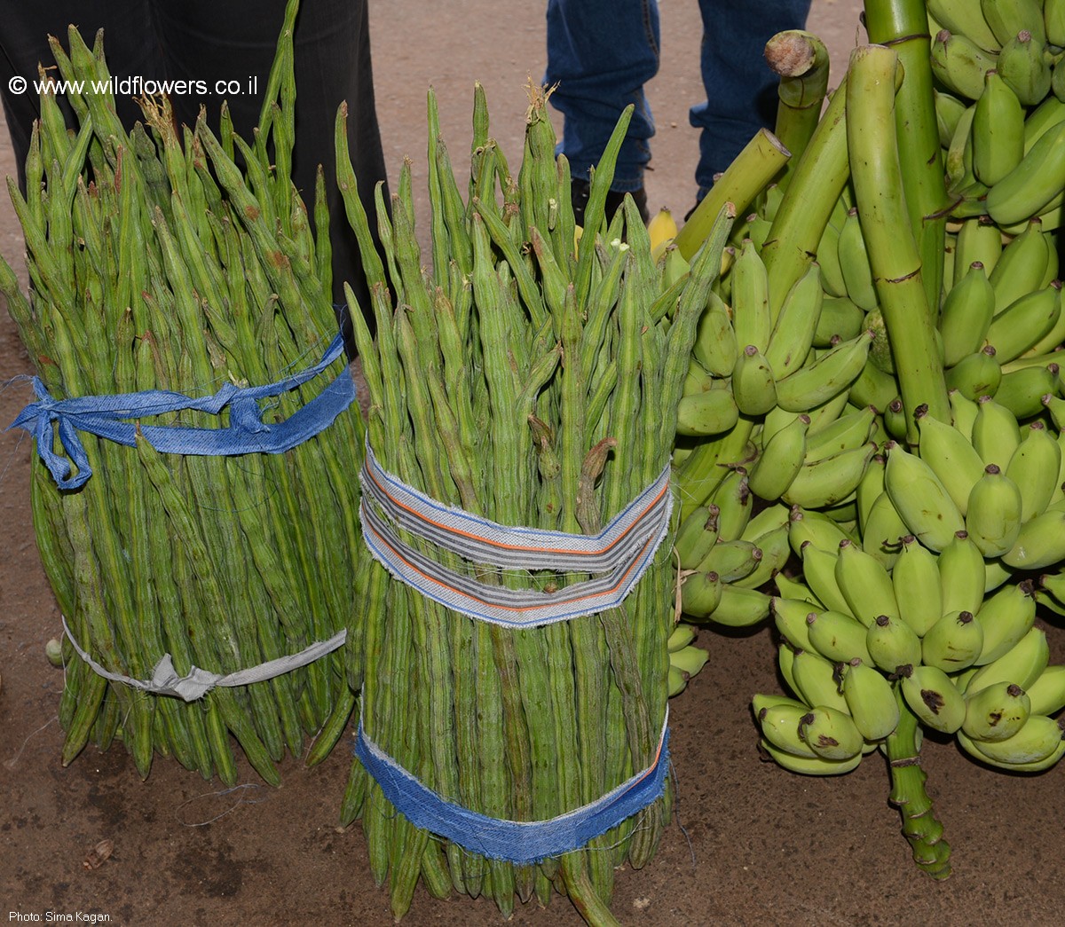 Moringa  oleifera