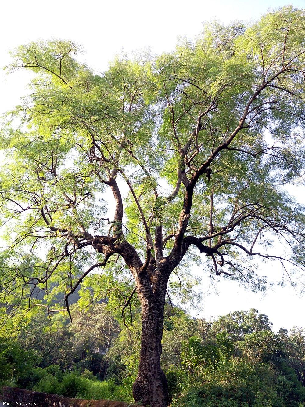 Moringa  oleifera