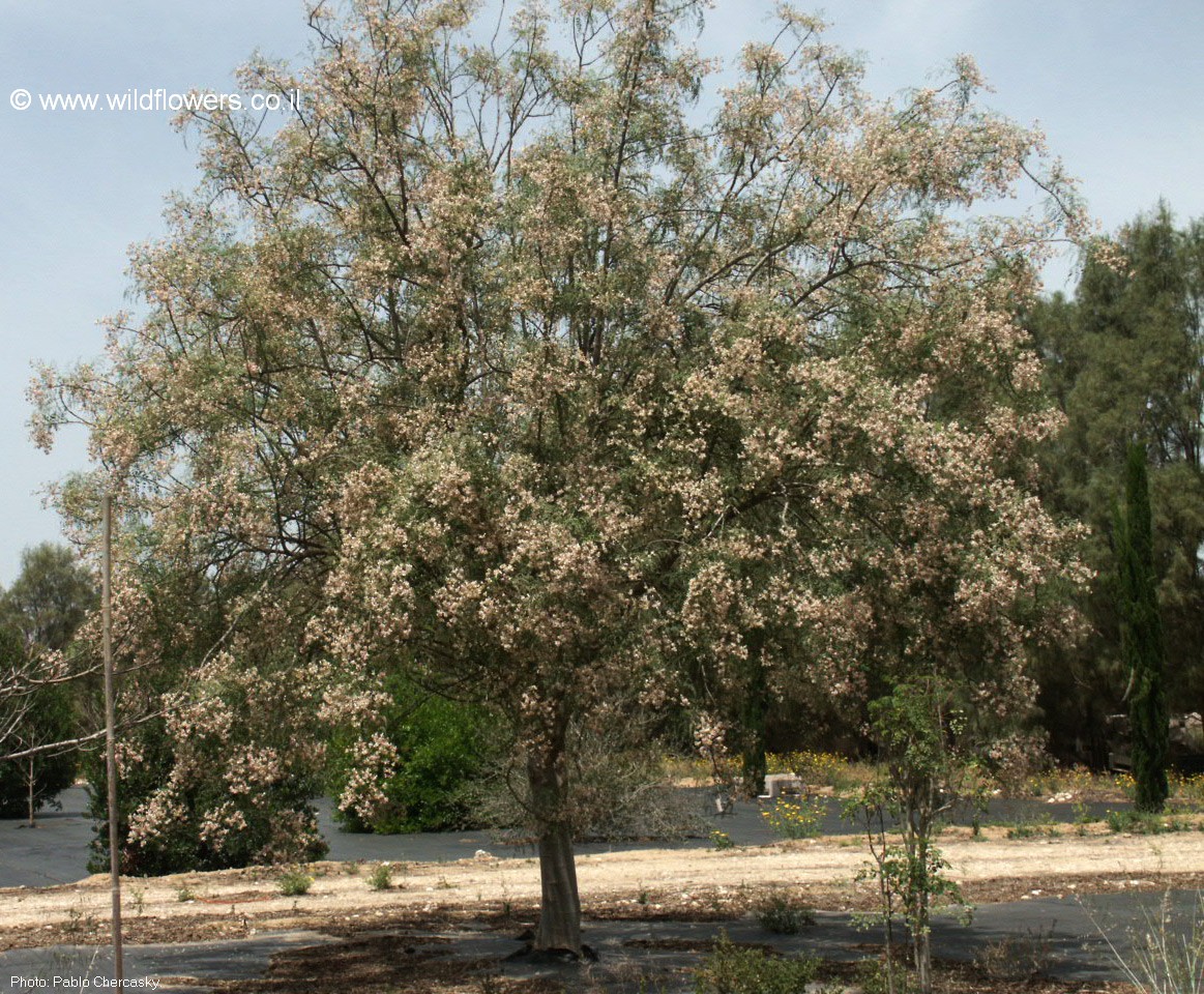 Moringa  oleifera