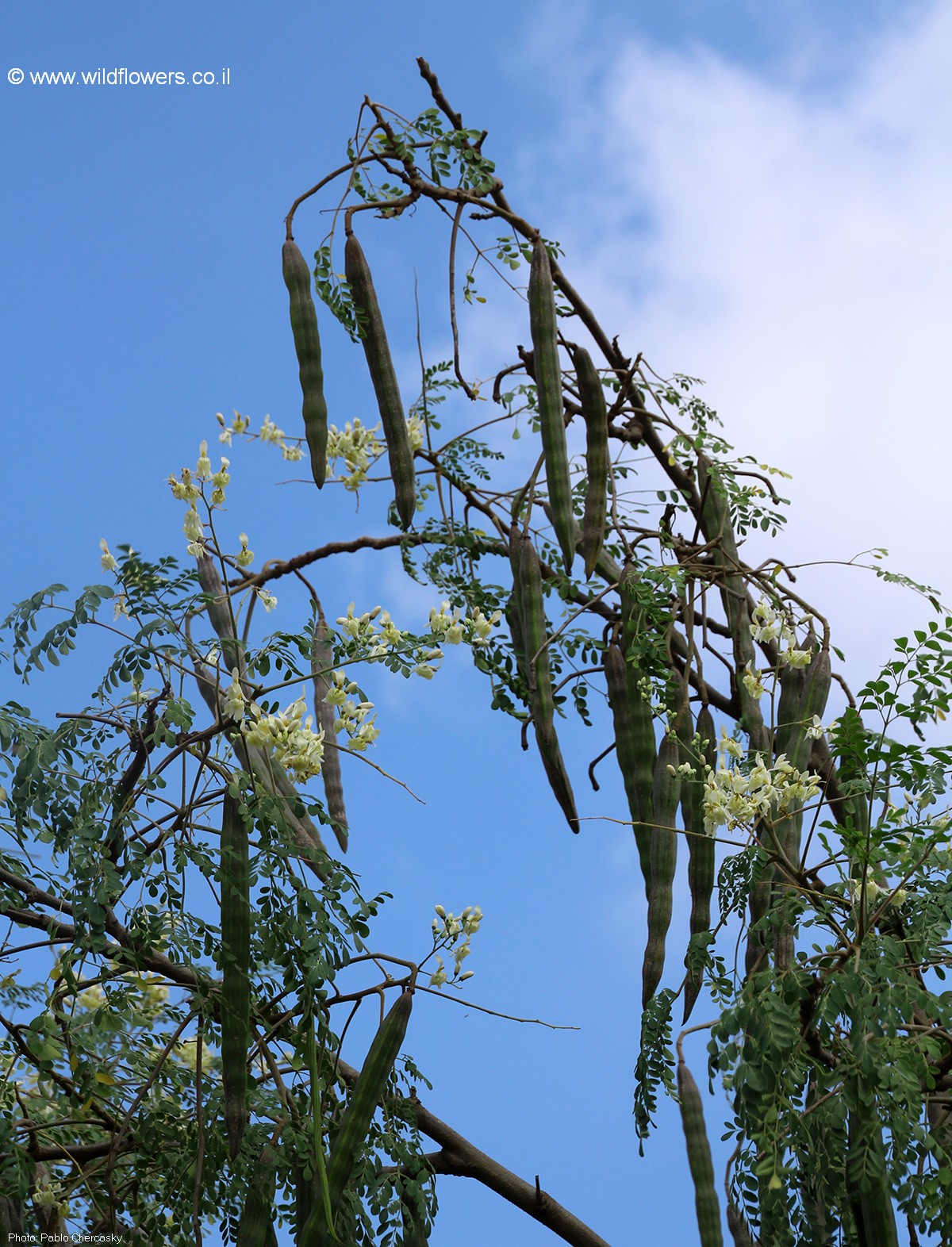 Moringa  oleifera