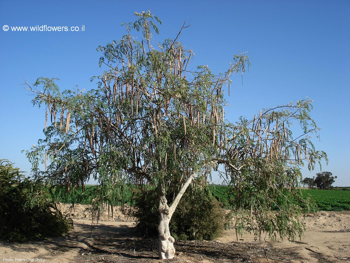 Moringa  oleifera