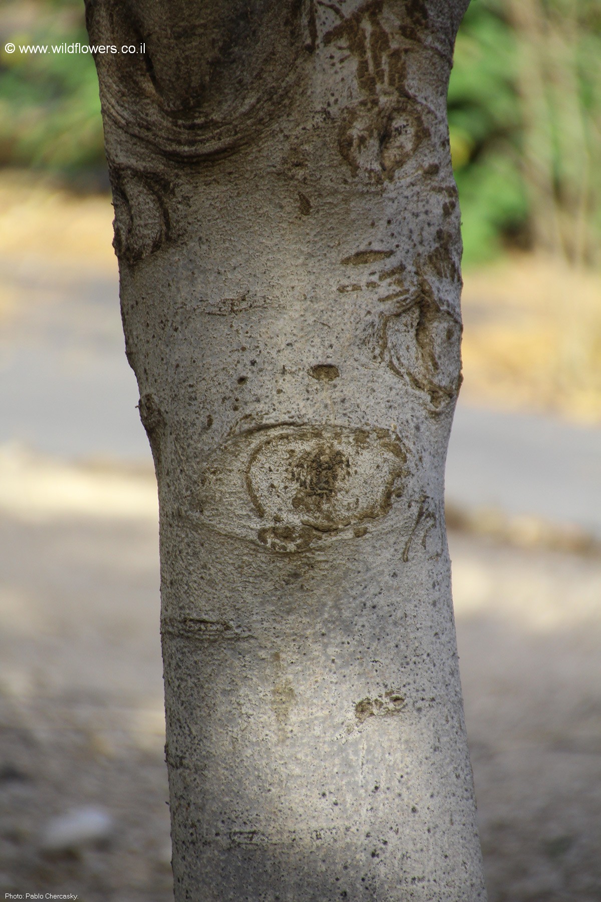 Moringa  oleifera