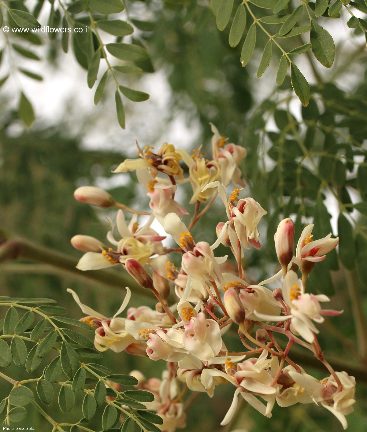 Moringa  oleifera