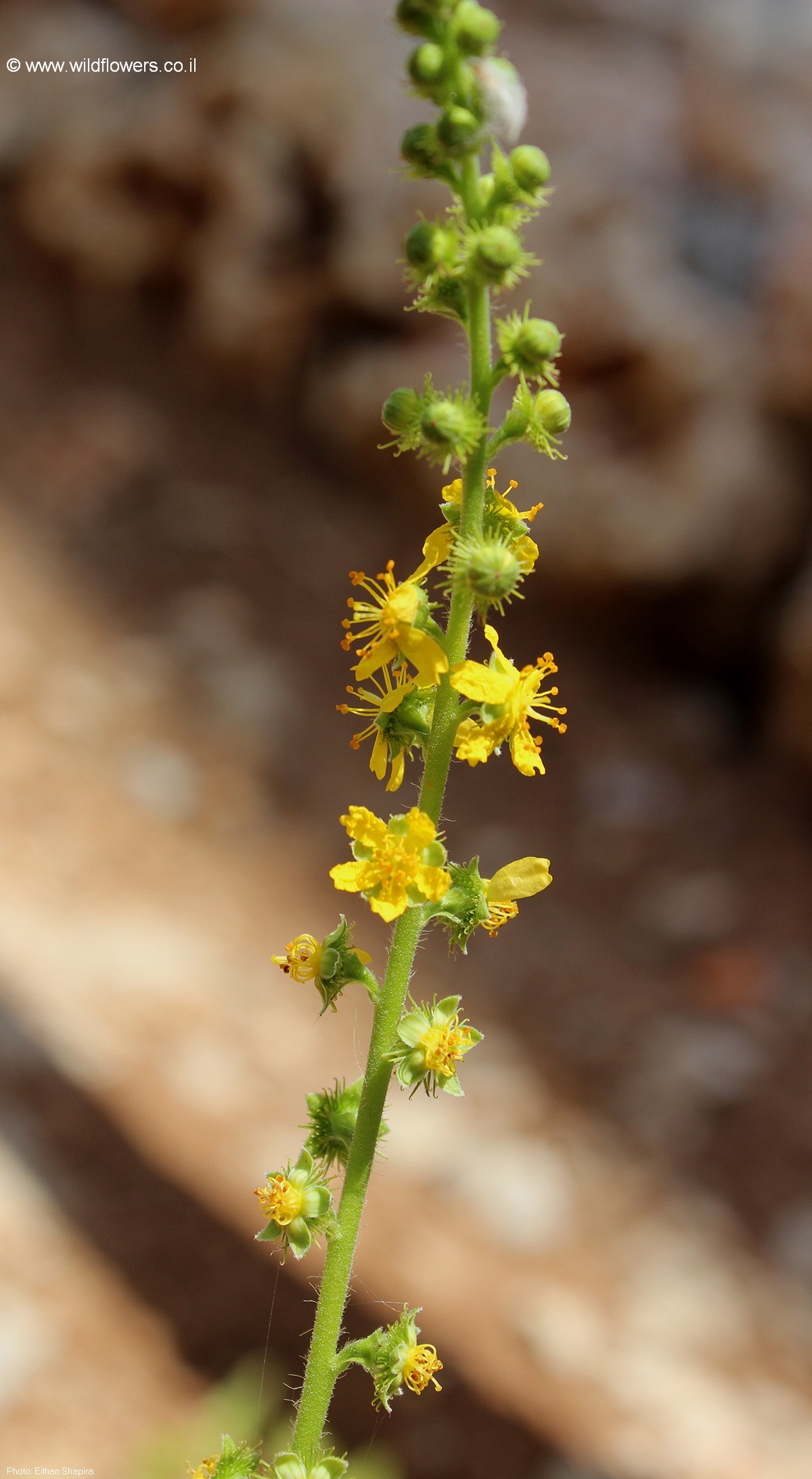 Agrimonia  eupatoria