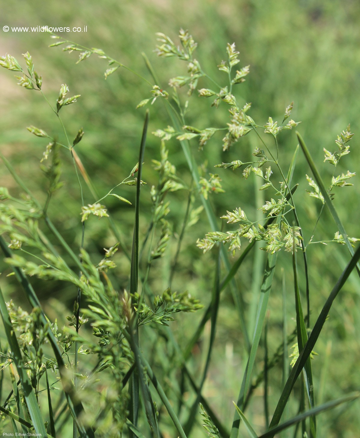 Puccinellia distans