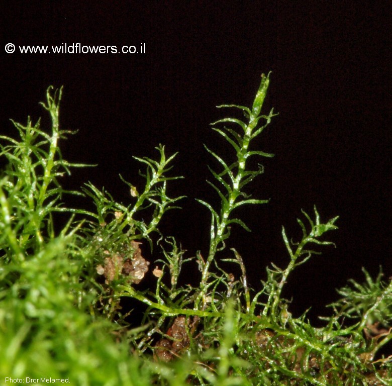 Leptobryum  pyriforme