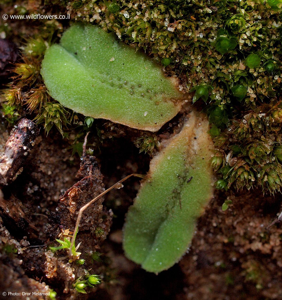 Riccia gougetiana