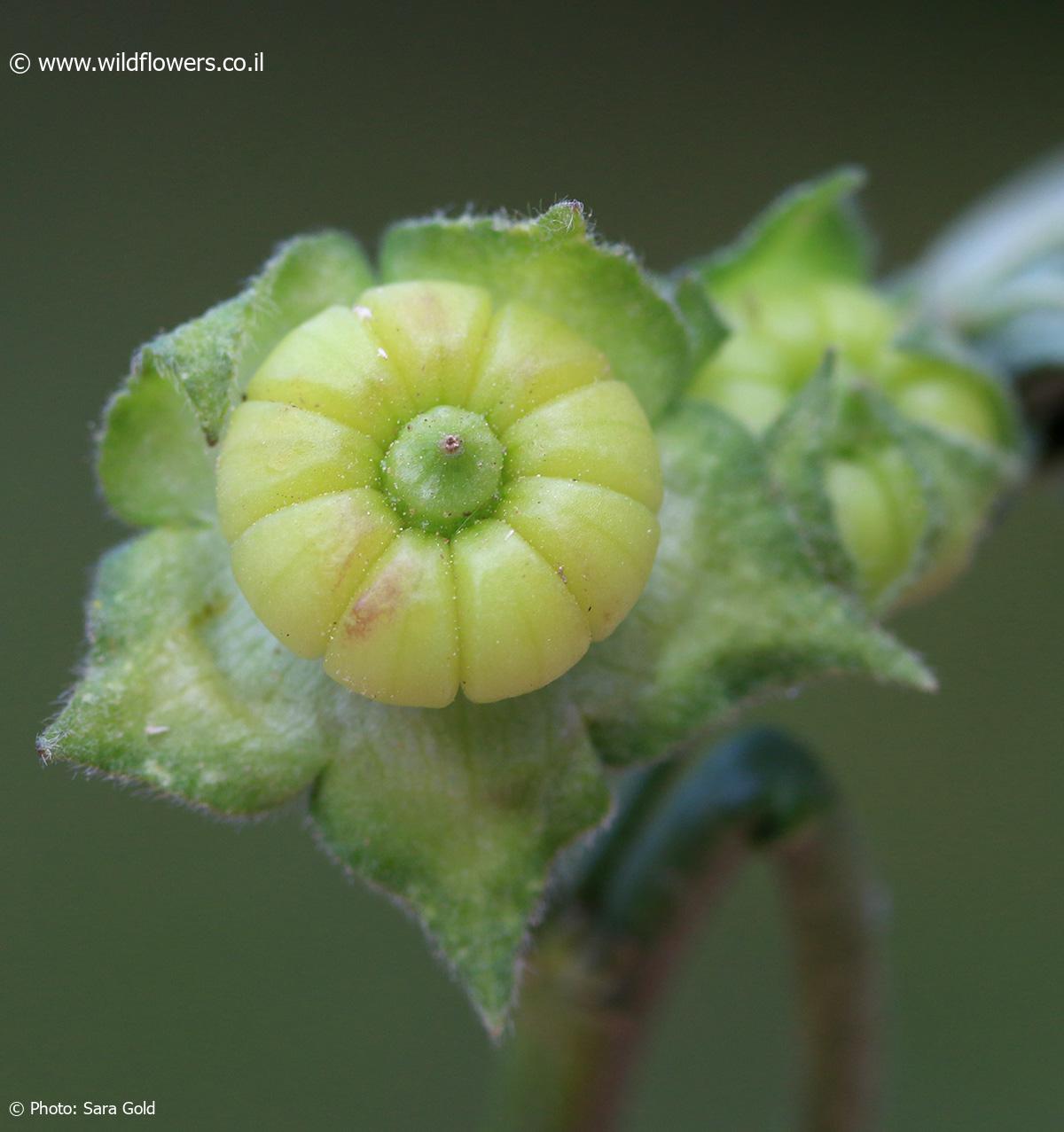 Lavatera cretica