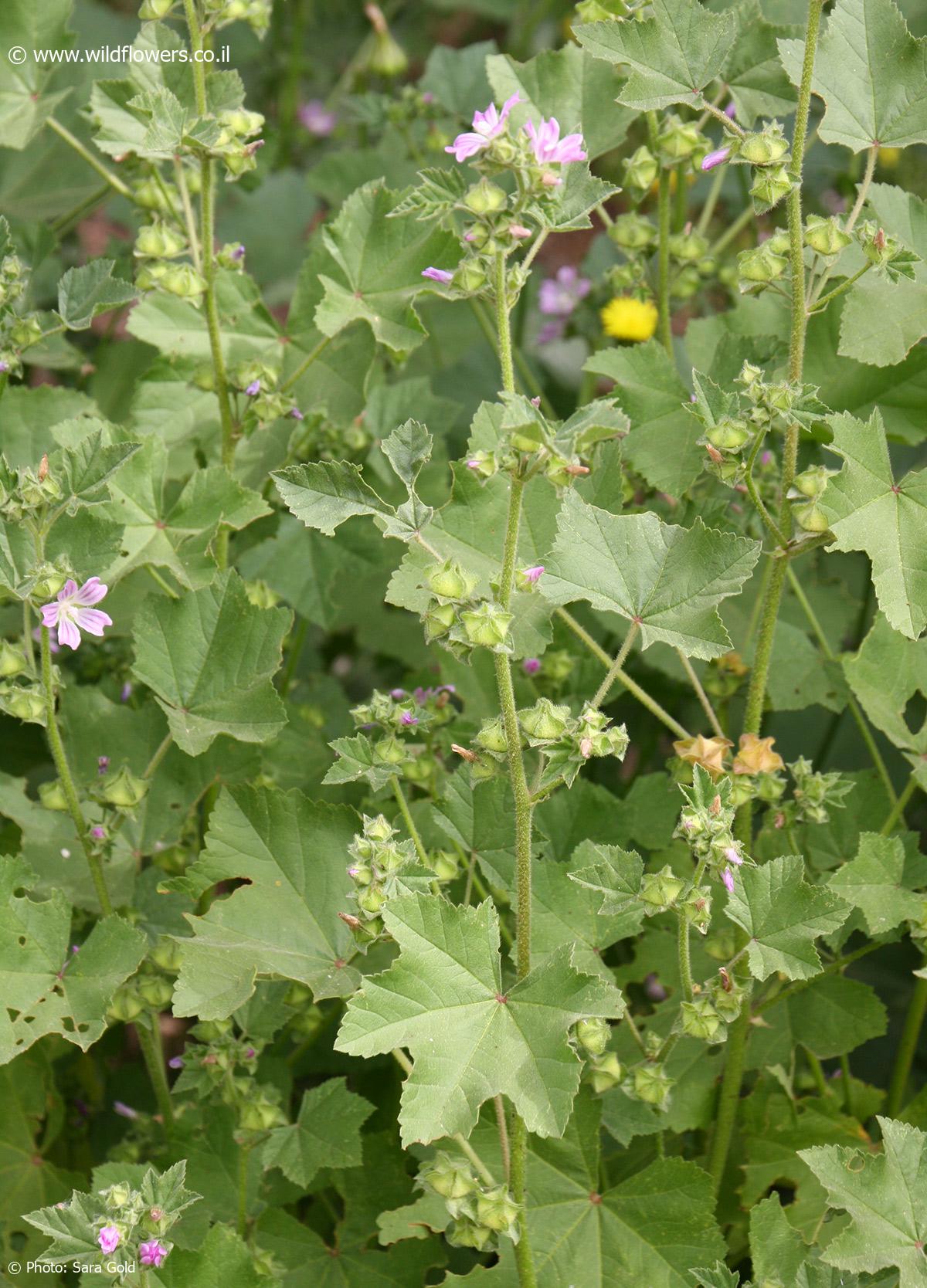 Lavatera cretica