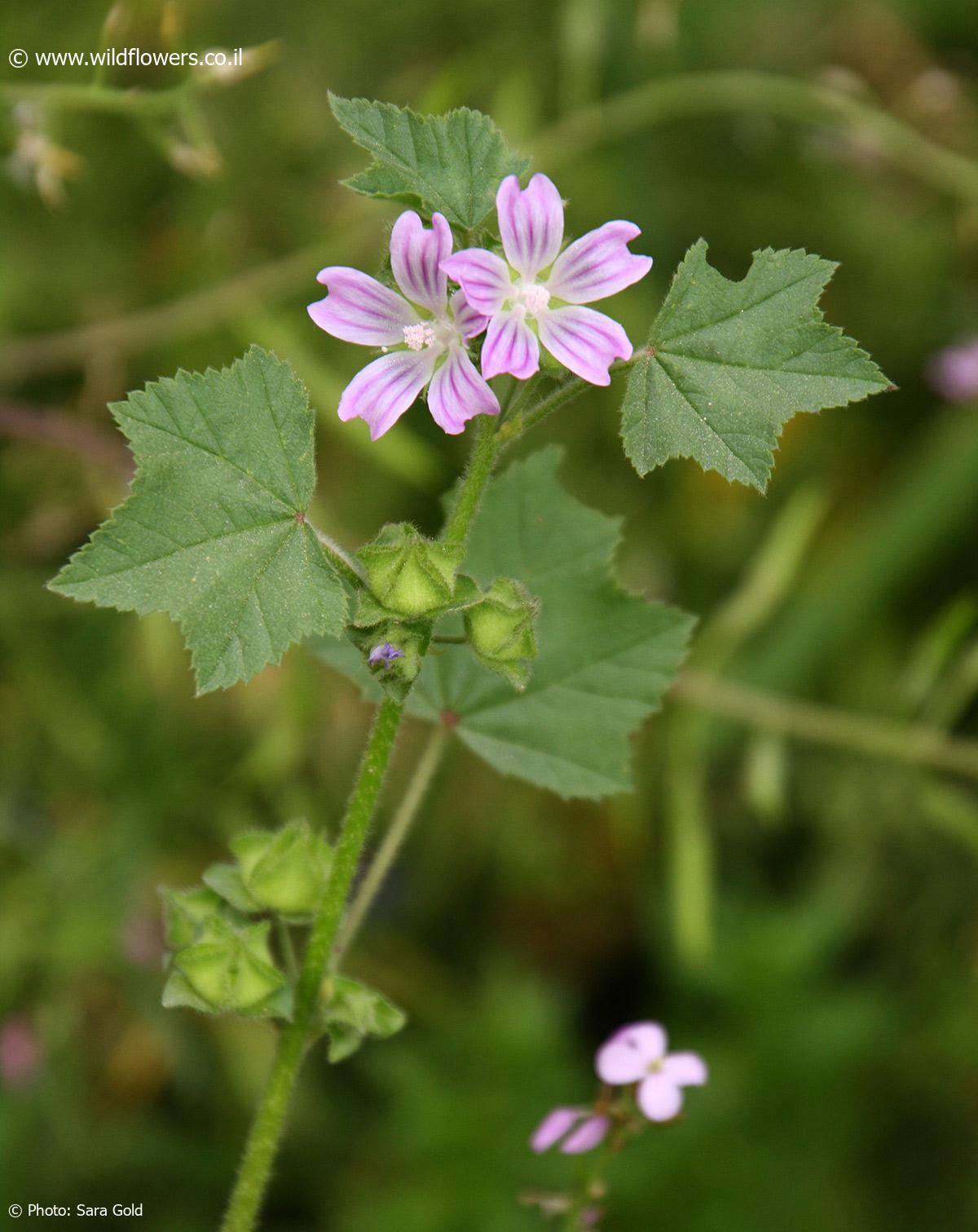 Lavatera cretica