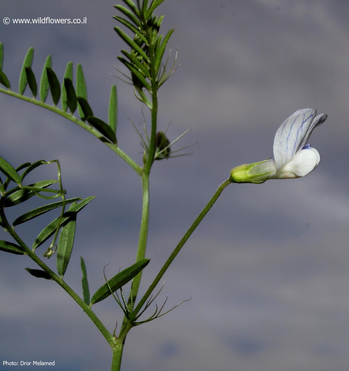 Vicia  articulata