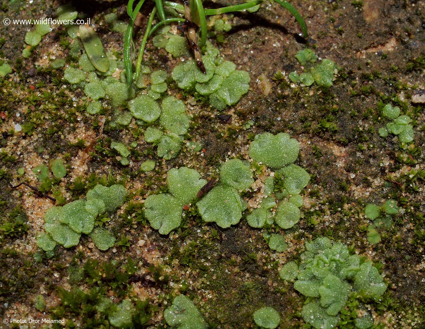 Riccia  crystallina