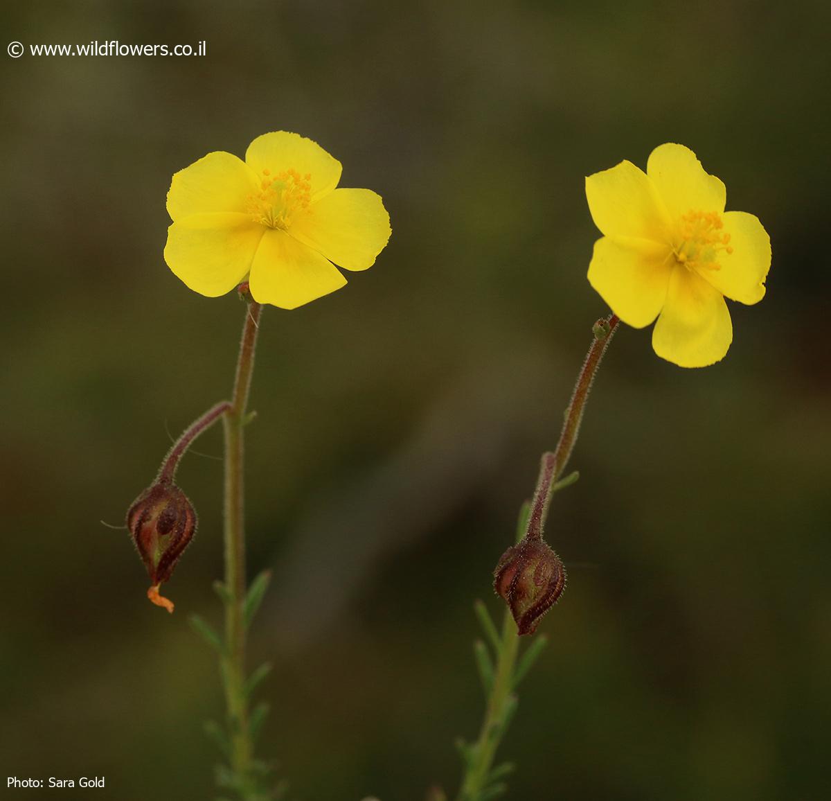 Fumana  scoparia