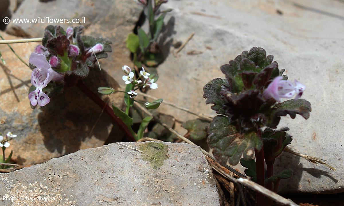 Lamium amplexicaule var. eherenbergii