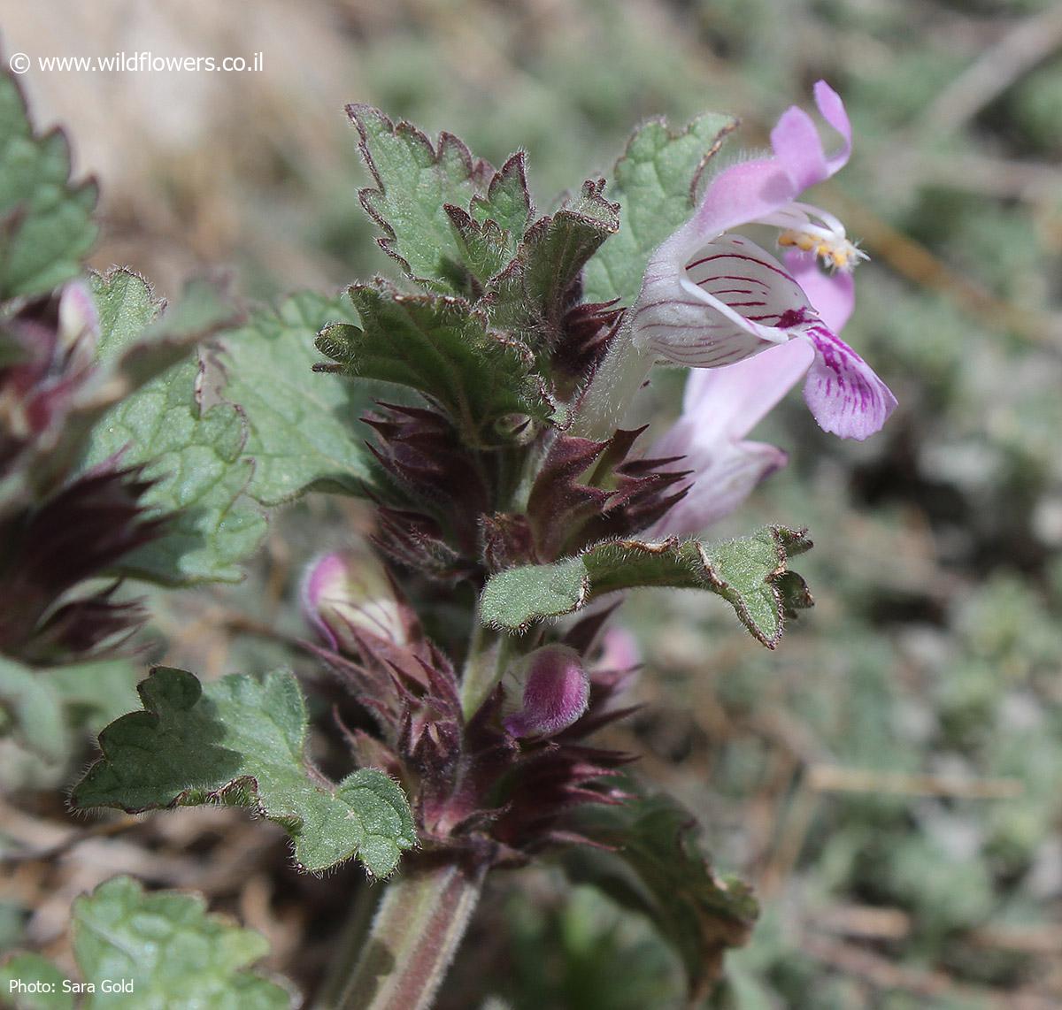 Lamium amplexicaule var. eherenbergii