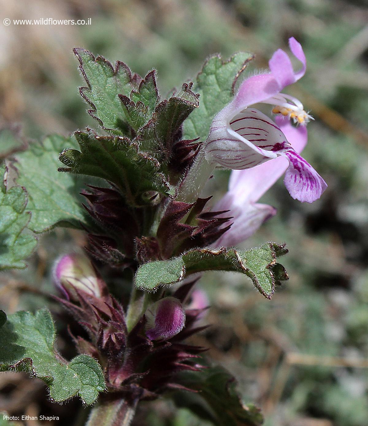 Lamium amplexicaule var. eherenbergii