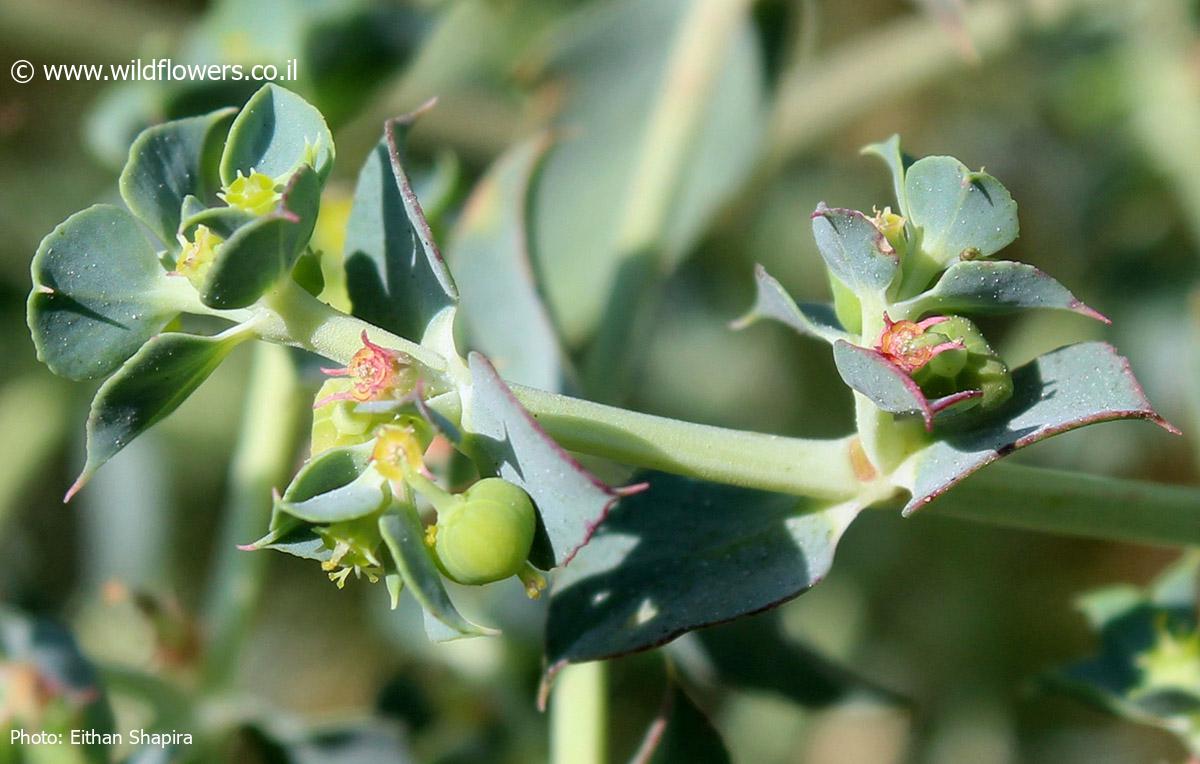 Euphorbia aulacosperma