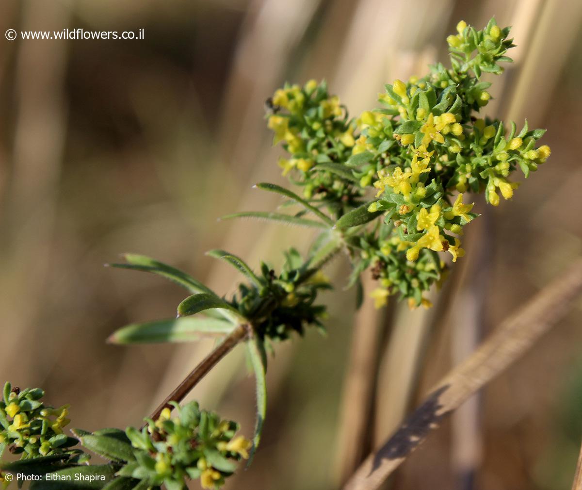 Galium humifusum