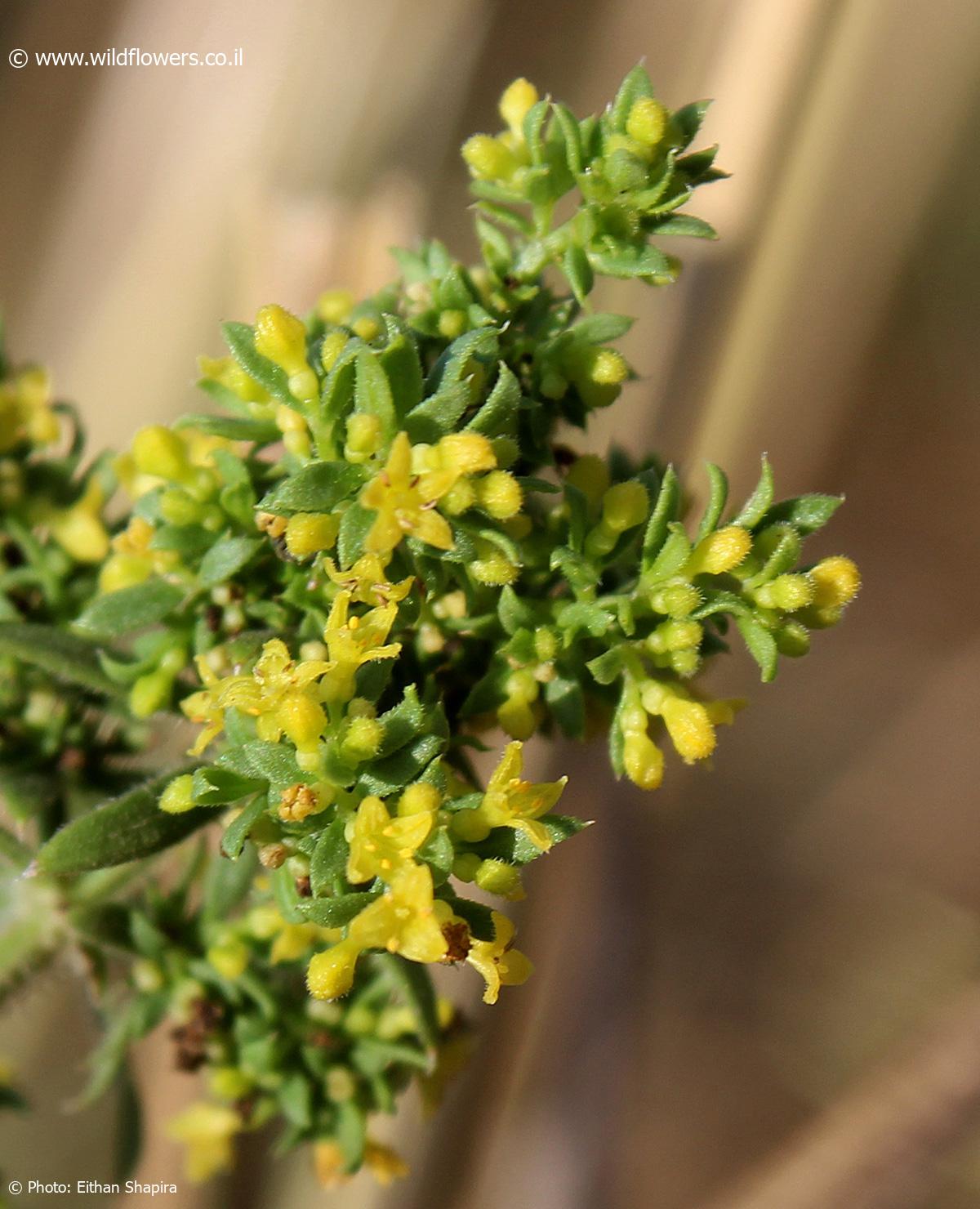 Galium humifusum