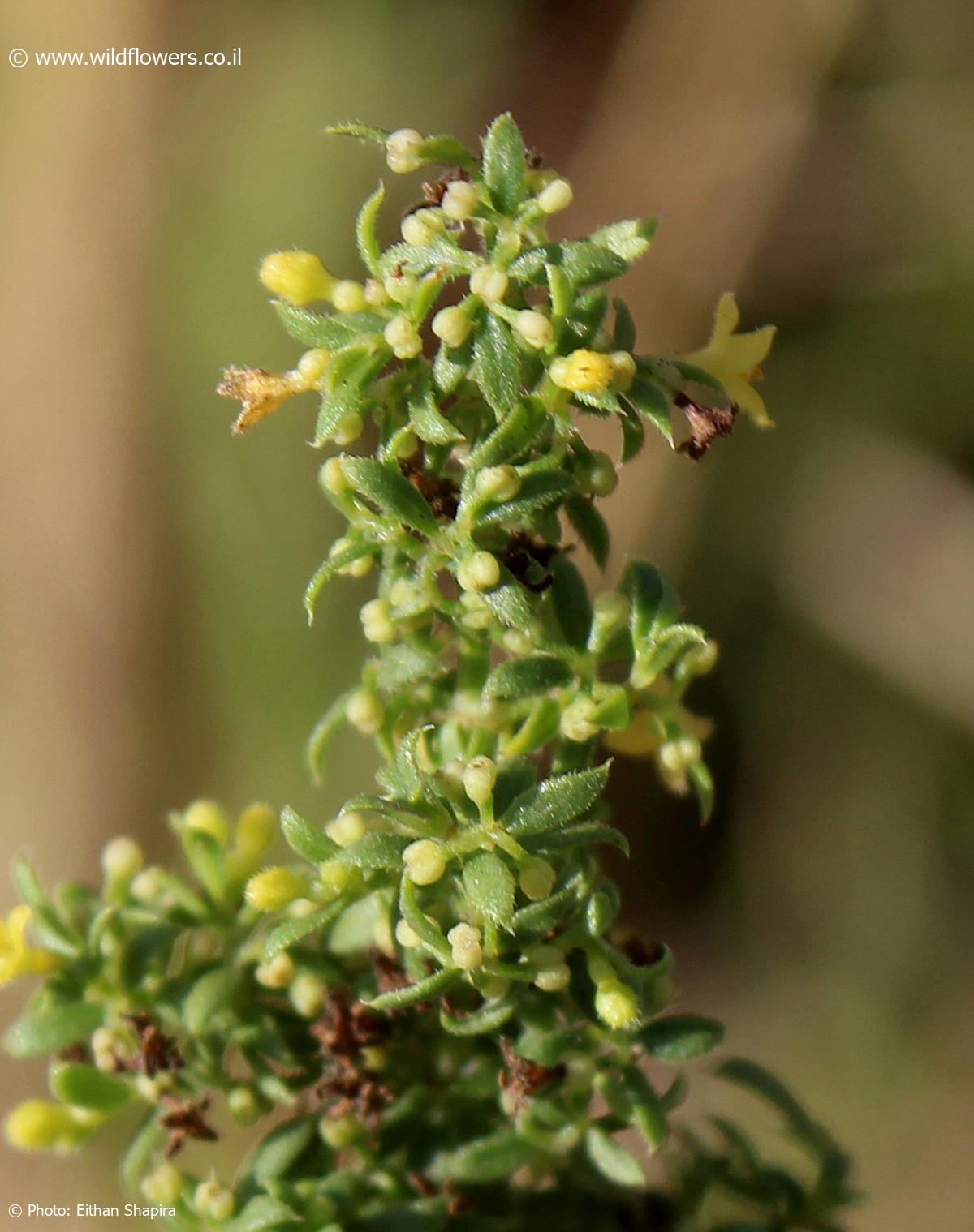 Galium humifusum