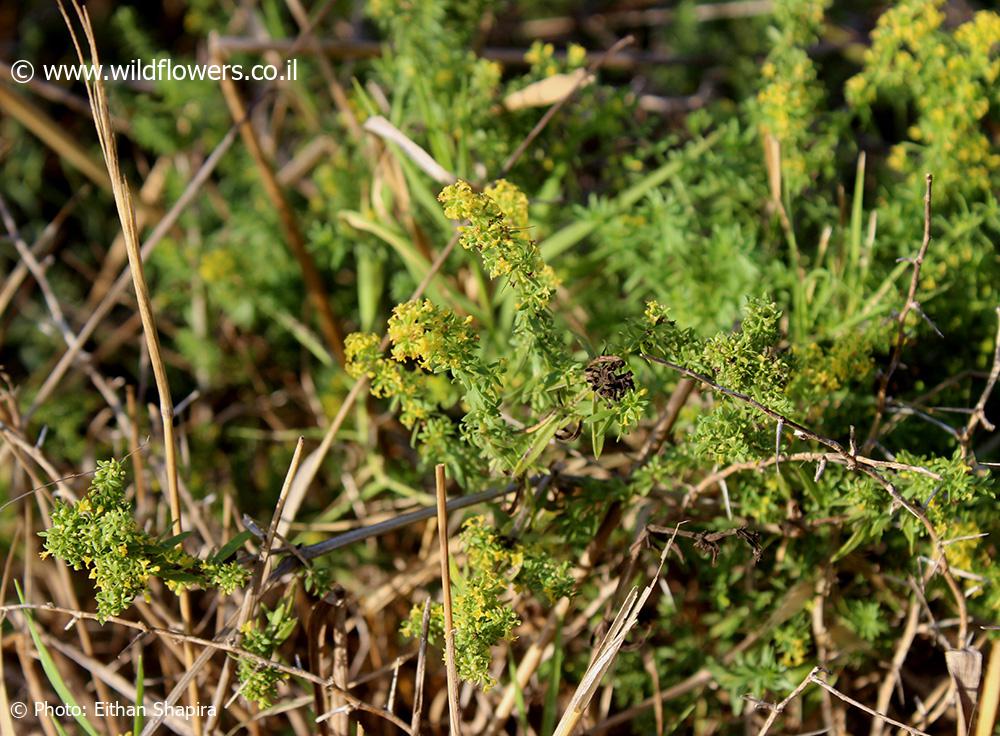 Galium humifusum