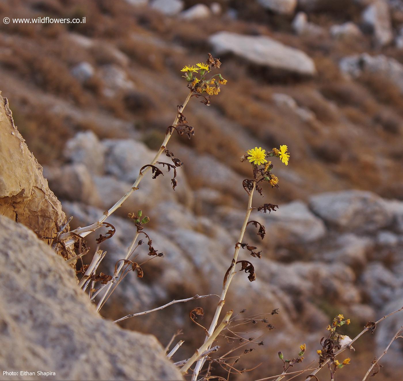 Sonchus  suberosus